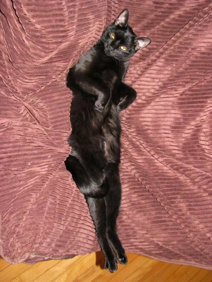 Black cat lying on a pink textured blanket with paws up and looking at camera
