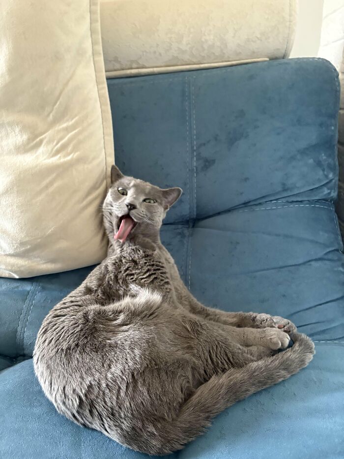 Gray cat sitting on blue couch with tongue sticking out in silly pose