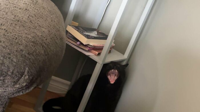 Blurry photo of black cat yawning behind a shelf in living room