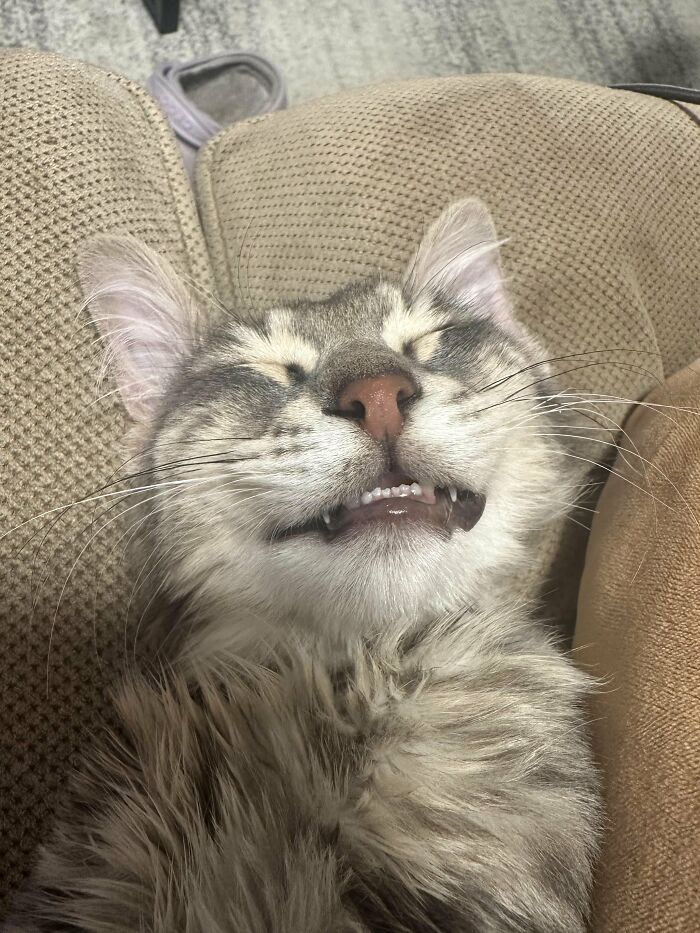 Close up of a cute cat making a funny face while sleeping on a couch
