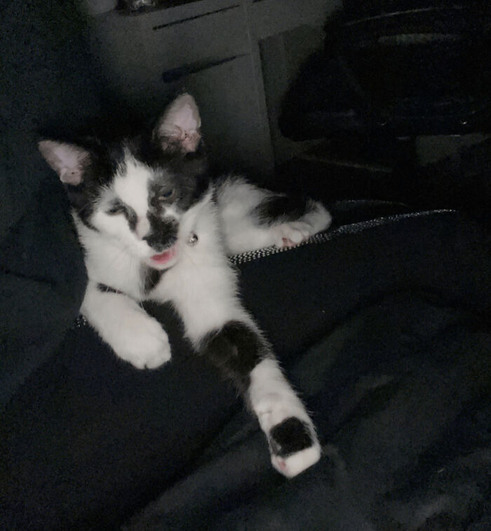 Black and white kitten with squinting eyes lying on dark fabric with tongue out