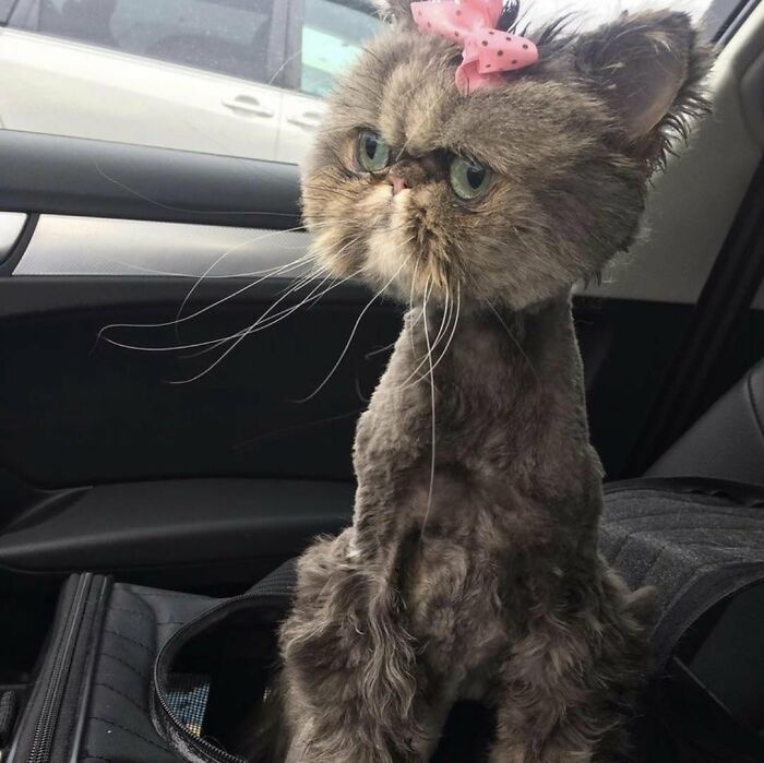 Fluffy cat with a pink bow and a trimmed body sitting in a car seat