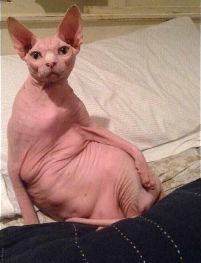 Hairless Sphynx cat sitting upright showing wrinkles