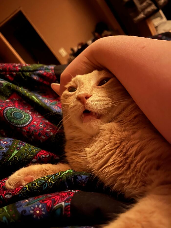 Orange cat being gently held with sleepy expression