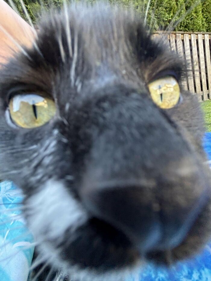 Close-up selfie of black and white cat with yellow eyes