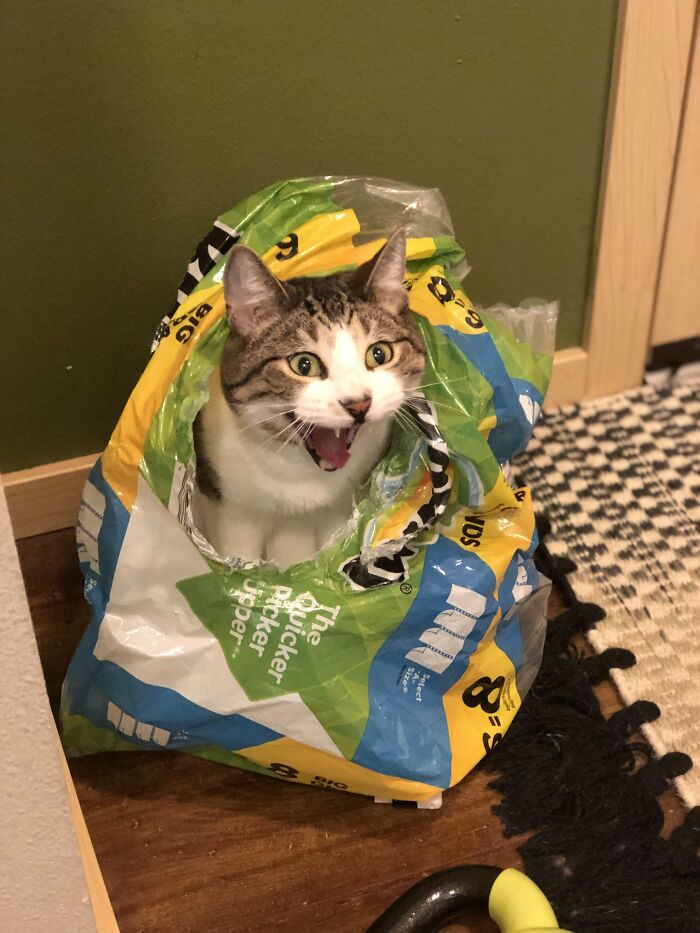 Cat inside a torn colorful plastic bag looking surprised and cute