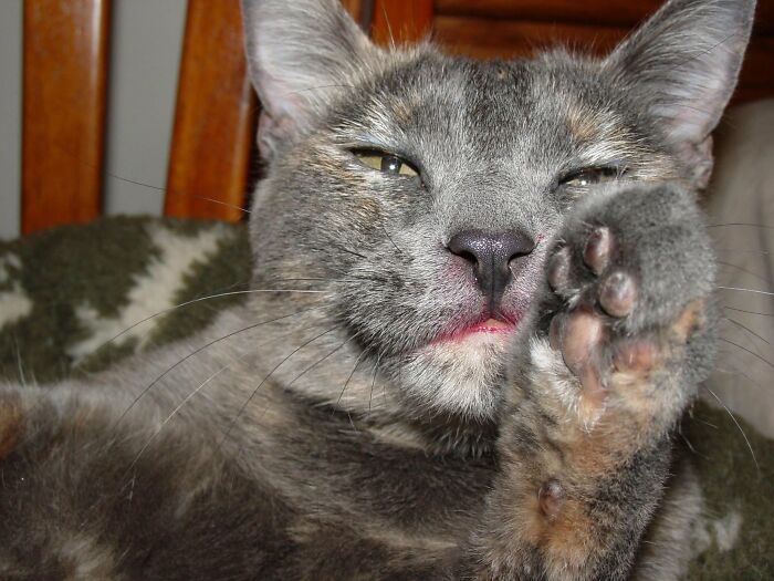 Close-up of a gray cat with its paw near its face showing a sleepy expression
