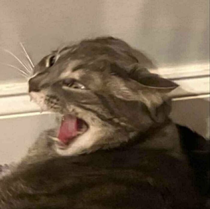 Distorted tabby cat with mouth open in a funny blurry pose