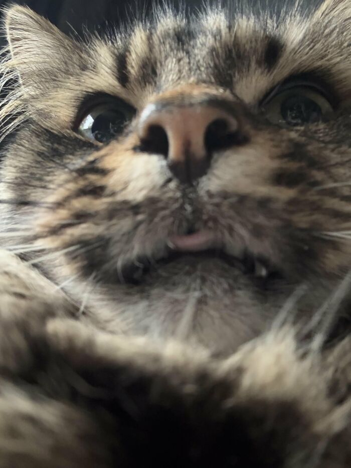 Close-up funny face of a tabby cat sticking tongue out slightly