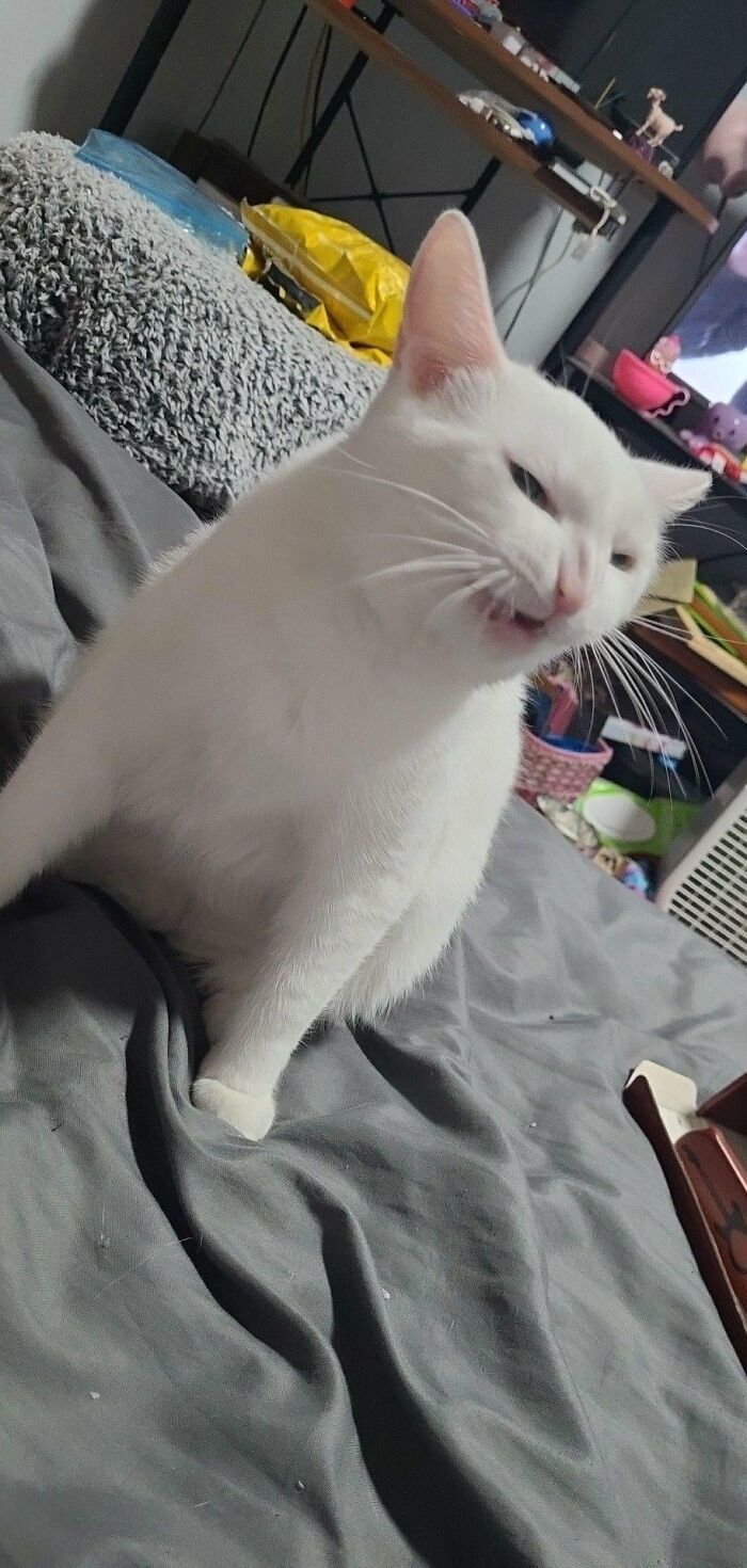 White cat mid-meow on a messy bed with toys and TV in the background