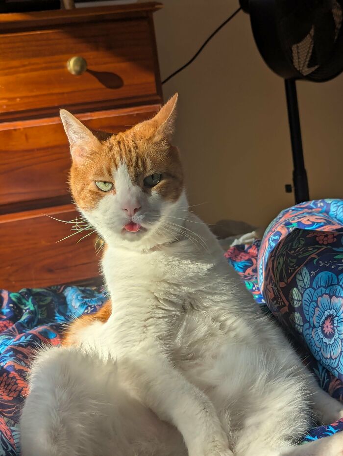 Ginger and white cat sitting with tongue out on a colorful blanket in sunlight
