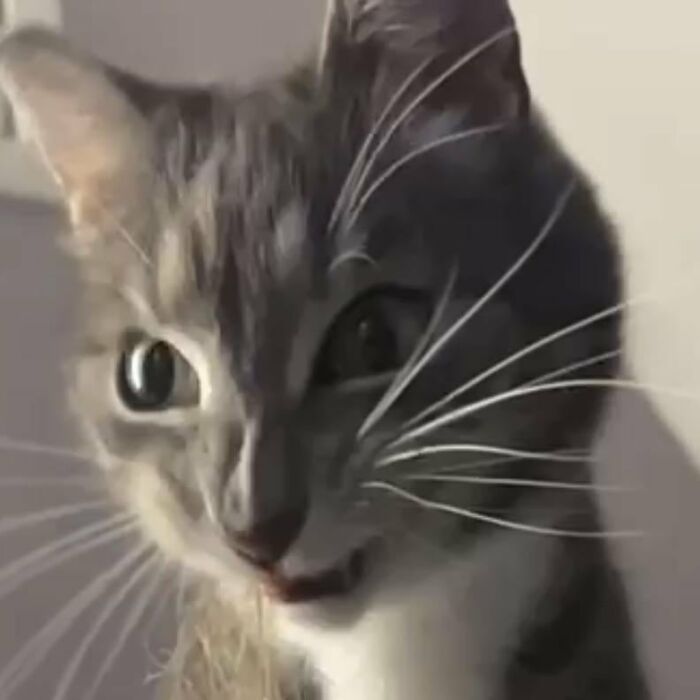 Close up of a cute cat with expressive eyes and whiskers