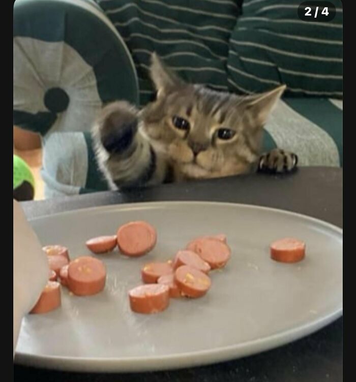 Playful tabby cat reaching for sliced sausages on a plate