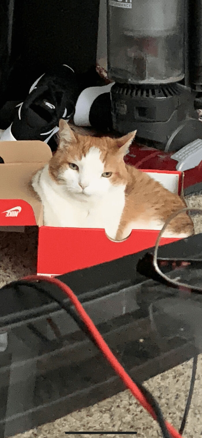 Orange and white cat sitting in a red Nike shoe box among household items