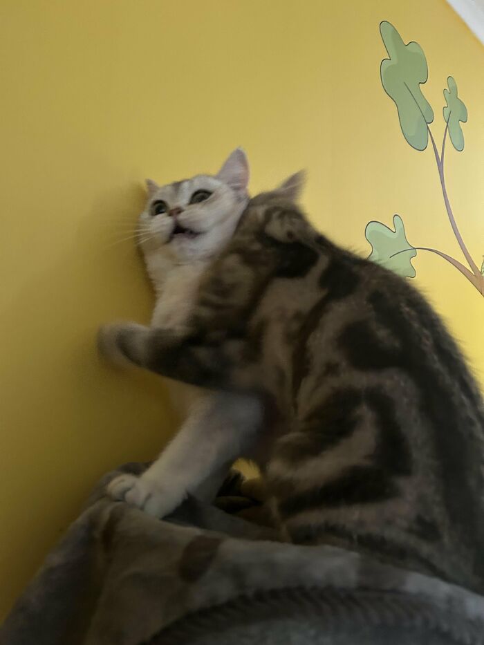 Blurry image of two playing tabby cats with yellow wall background