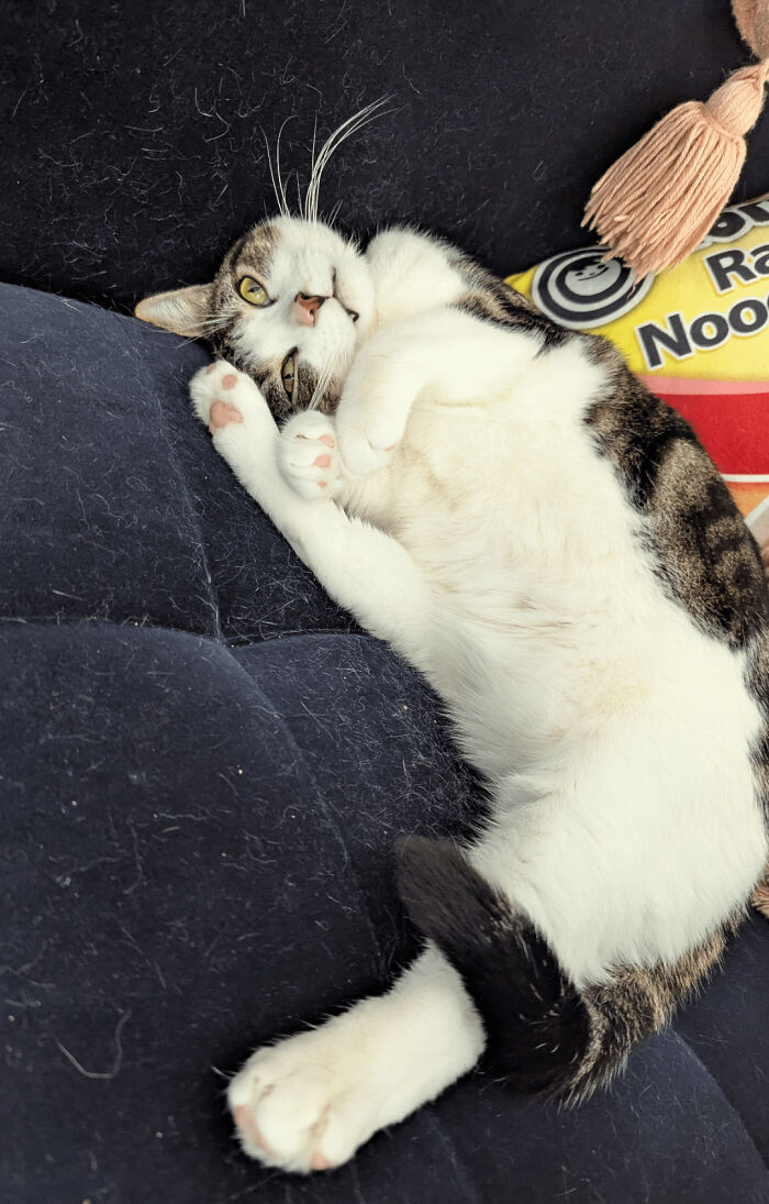 White and tabby cat lying on its side with paws curled on dark couch