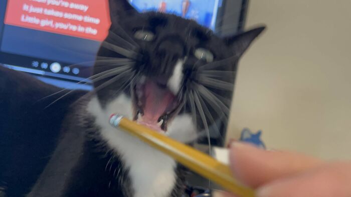 Blurry photo of a tuxedo cat reacting to a pencil near its mouth