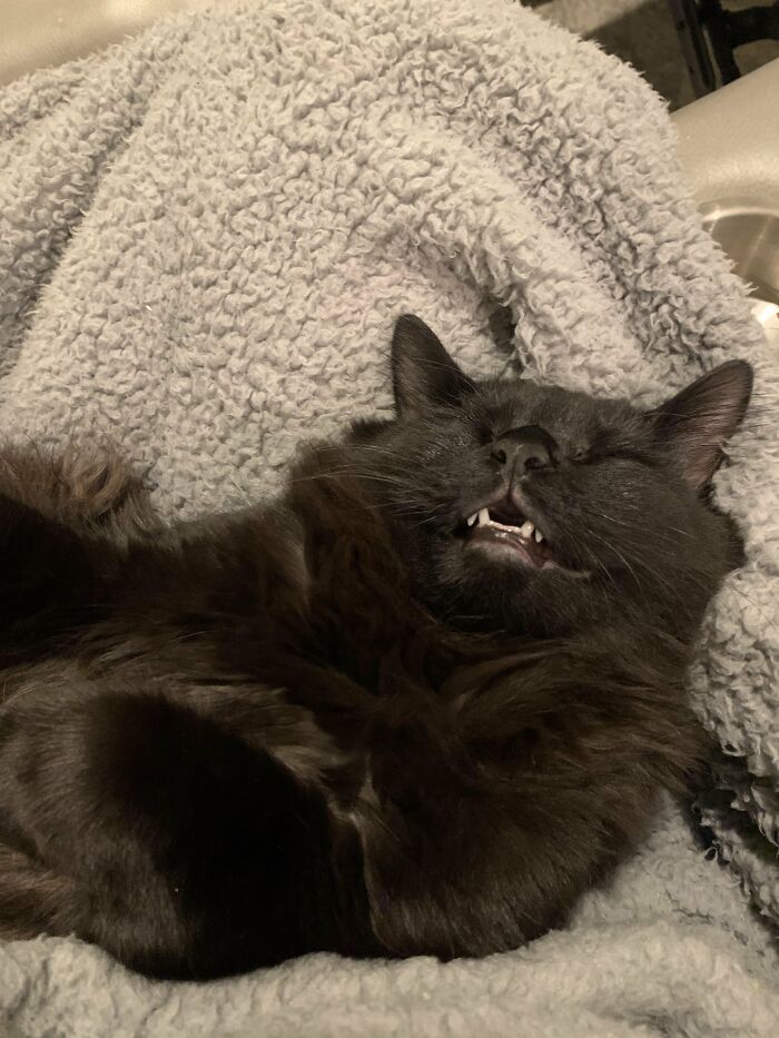Black cat sleeping with mouth slightly open on a soft blanket