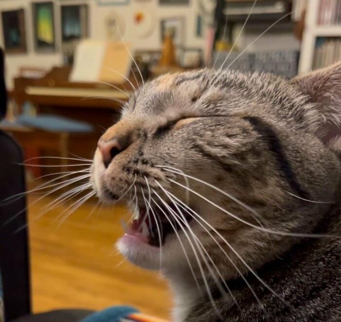 Close-up of a yawning tabby cat indoors
