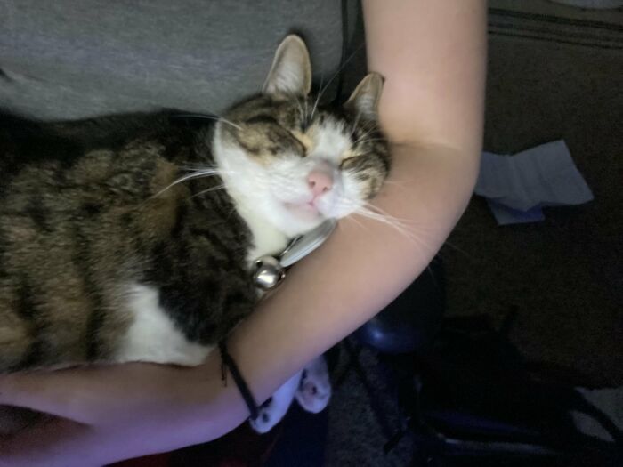 Tabby cat peacefully resting in person's arms with eyes closed cute cat picture