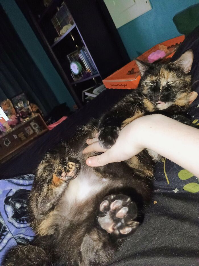 Tortoiseshell cat sleeping with tongue out while being held by person cute cat photo