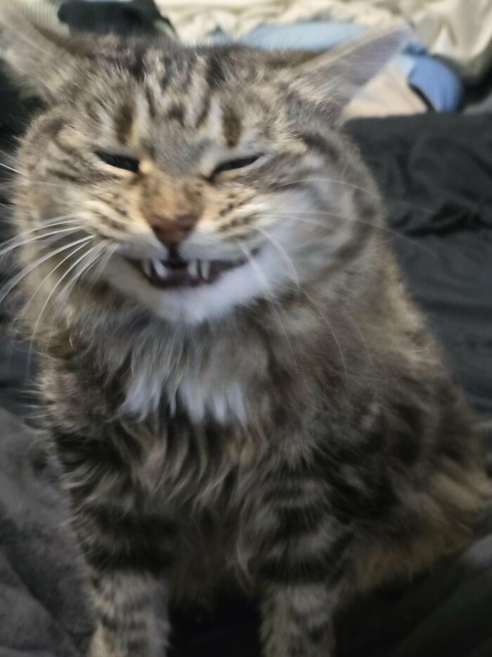 Close-up of fluffy tabby cat making silly face with eyes squinting