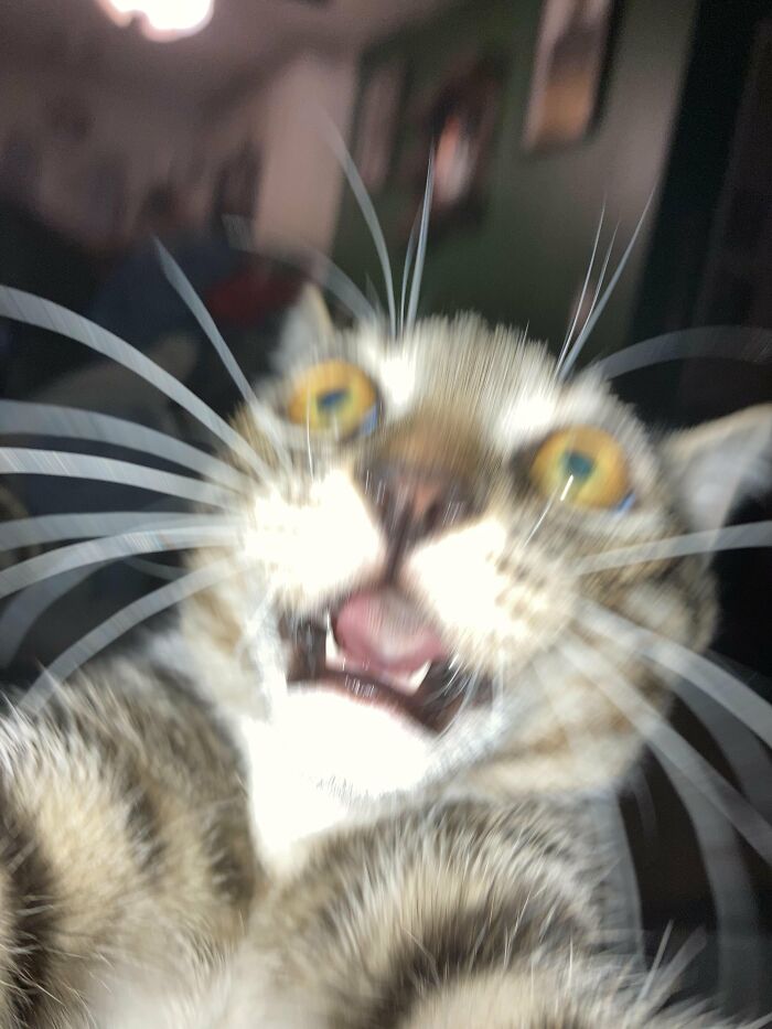 Blurry close-up of surprised tabby cat with yellow eyes and open mouth