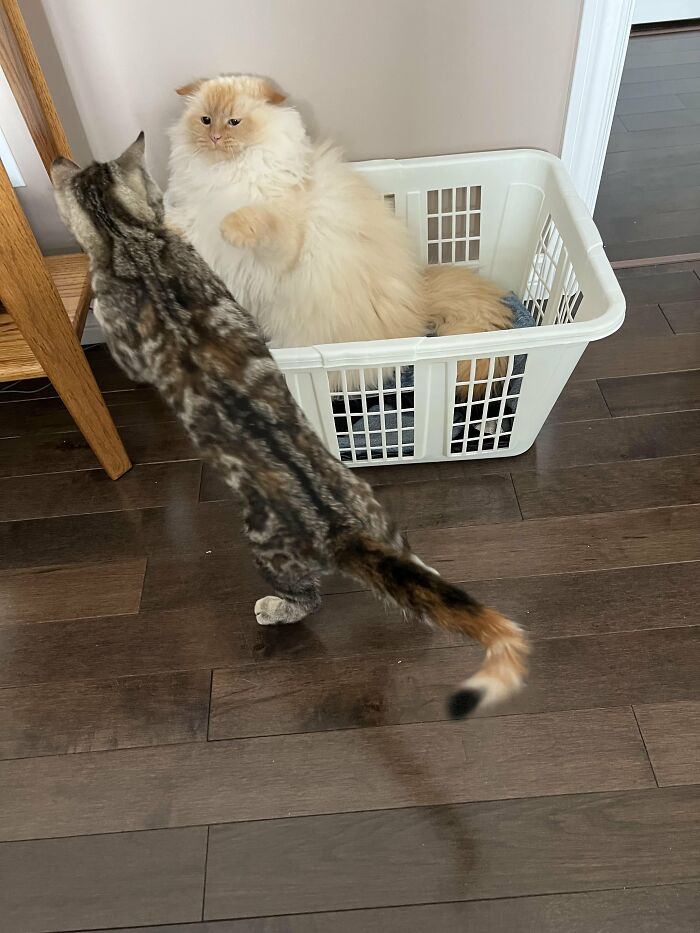 Fluffy cream cat in laundry basket with tabby cat walking nearby on hardwood floor
