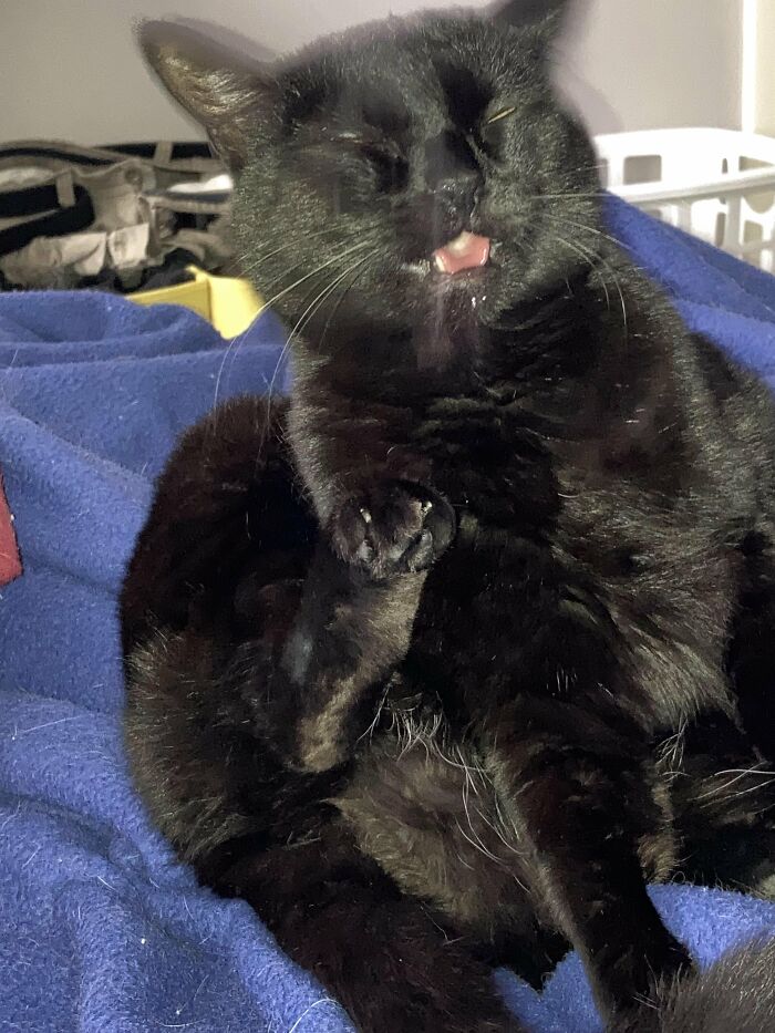 Blurry black cat making a funny face sitting on a blue blanket cute cat photo