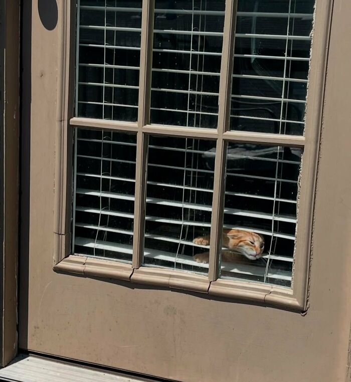 Orange cat pressing face against glass door with blinds funny cat picture