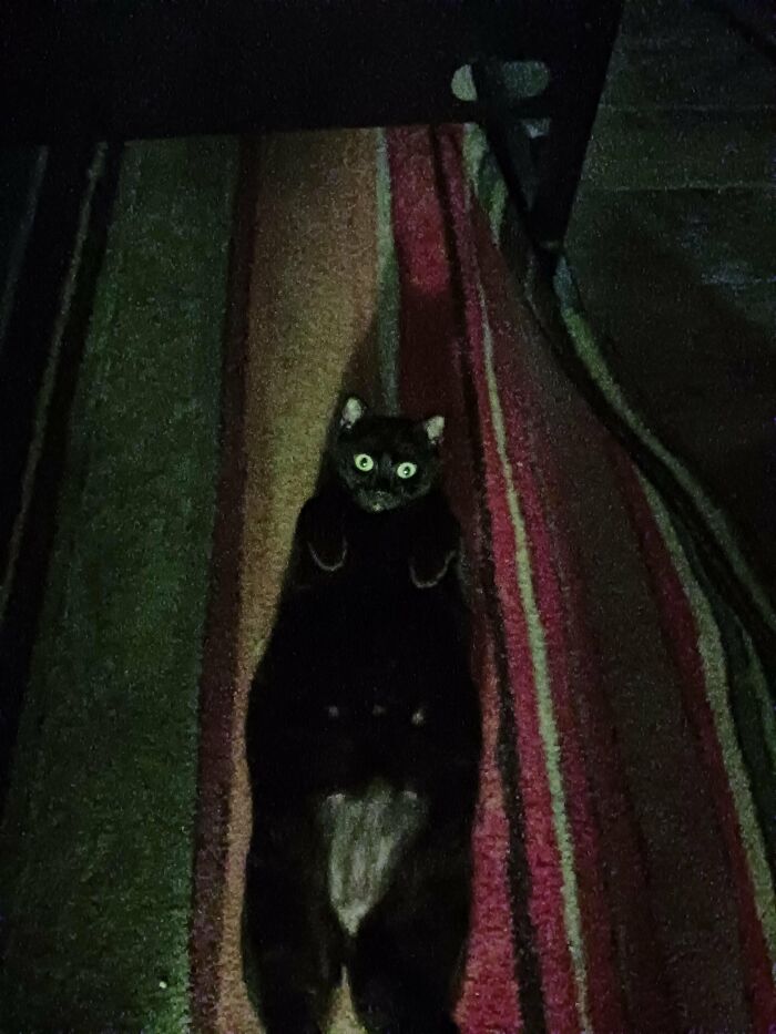 Black cat laying on striped carpet in dark room with wide eyes cute cat photo