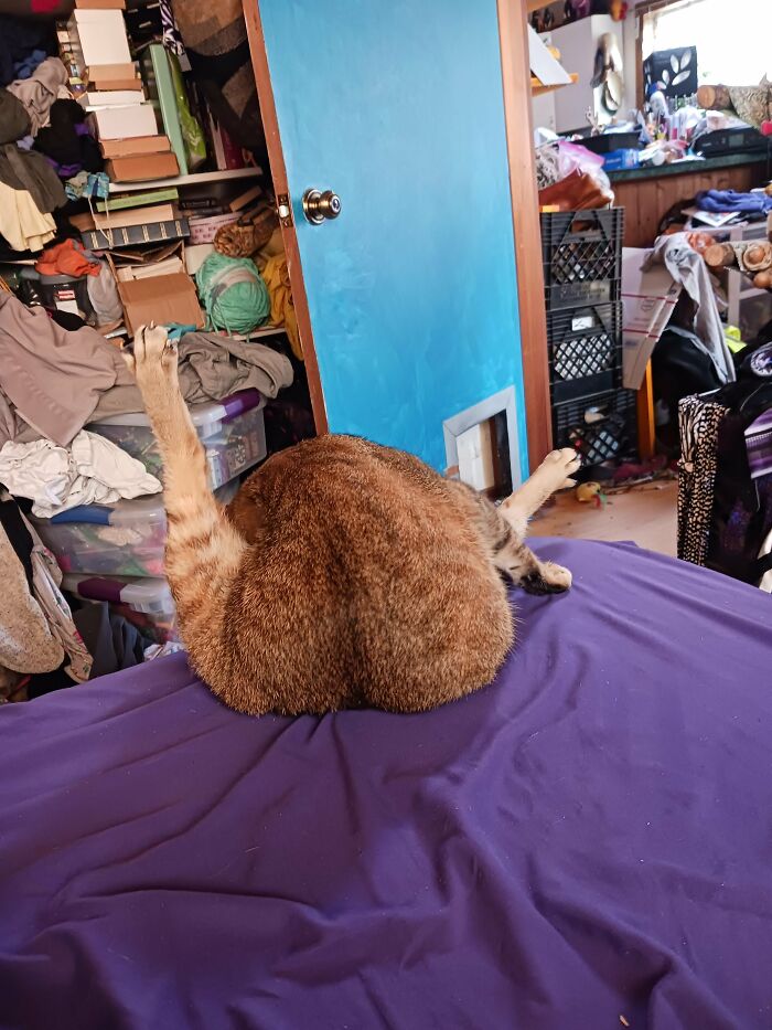 Cat cleaning itself with legs spread on purple bed in cluttered room