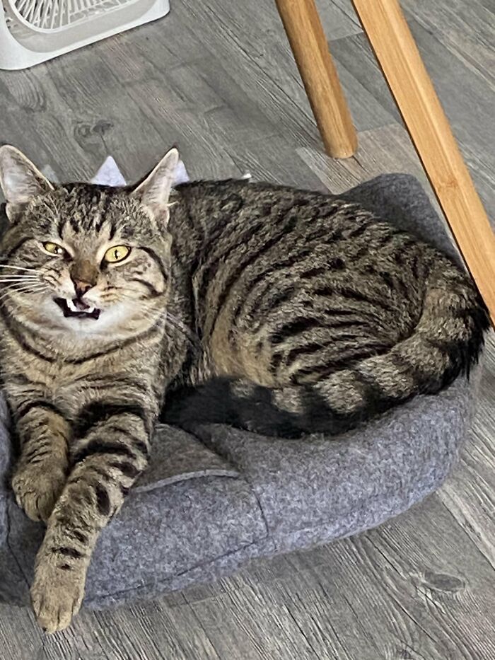 Tabby cat making funny face lying on gray pet bed on wooden floor