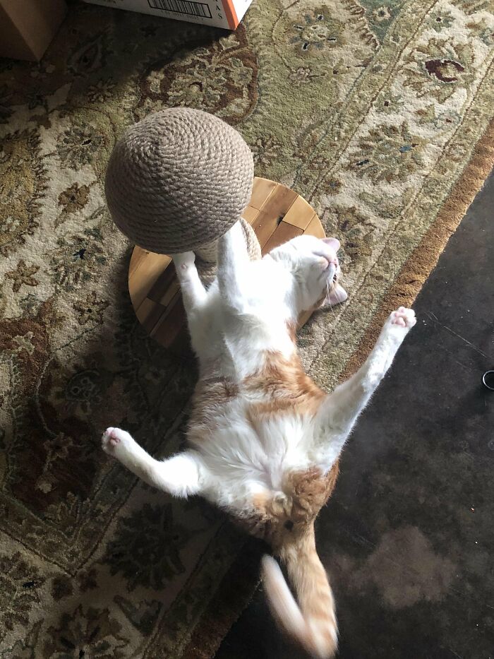 Cat lying sprawled on back near a scratching post on a patterned rug