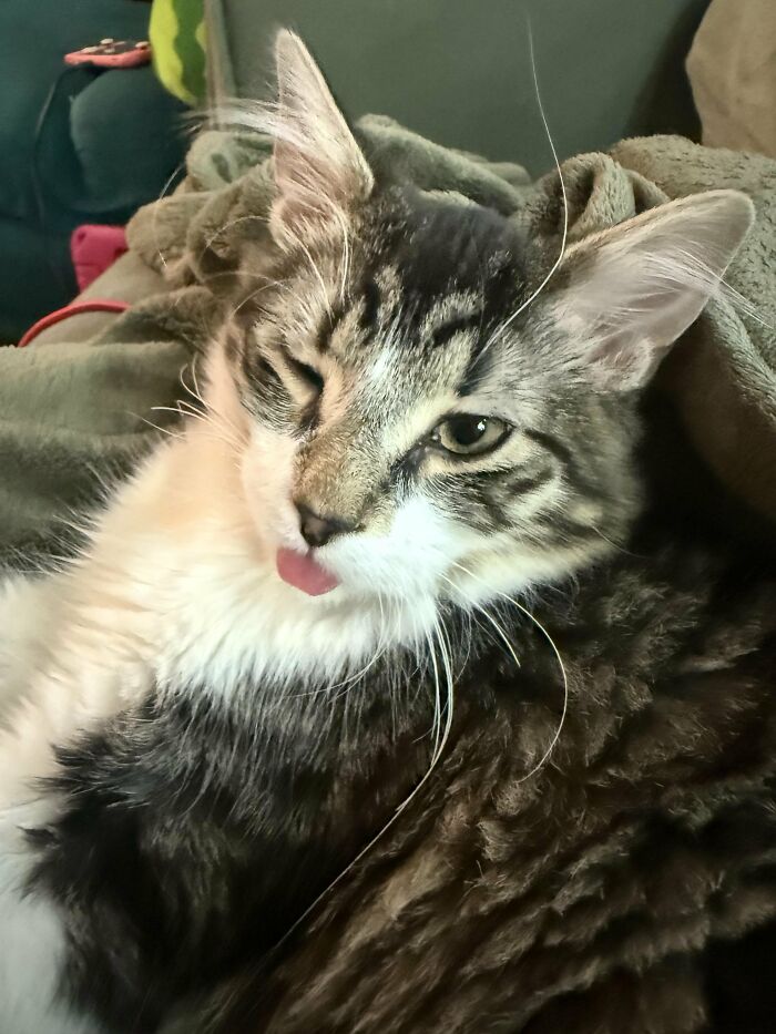 Tabby cat winking with tongue out in a silly cat photo