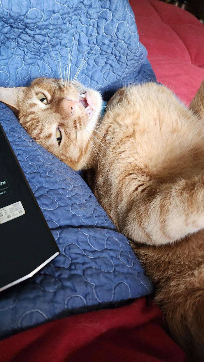 Ginger cat lying with a quirky face on a blue quilt