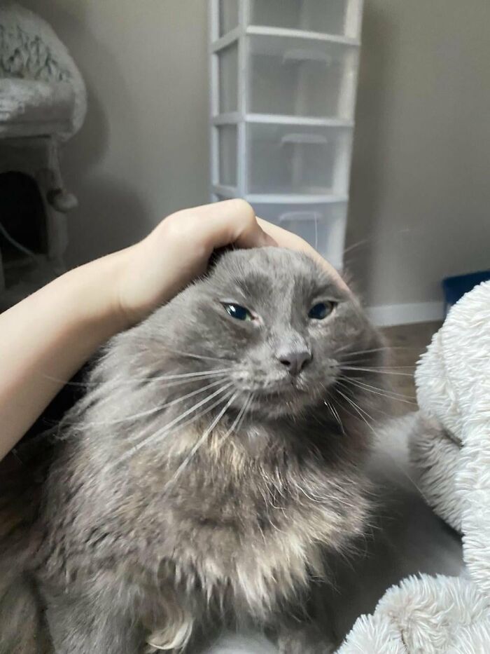Hand petting a fluffy gray cat with a funny facial expression