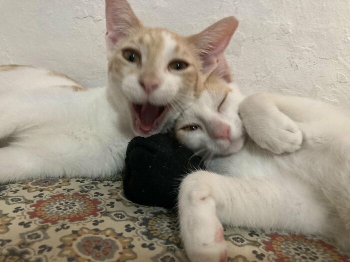 Two cats cuddling in a cute but blurry photo of cats