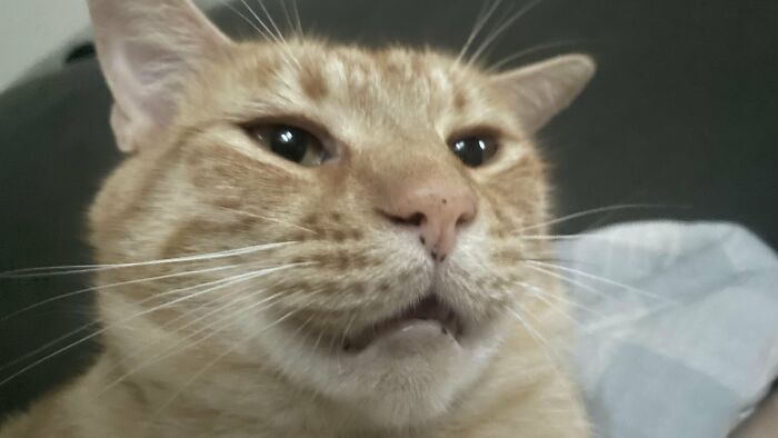 Funny close-up of orange cat making a face