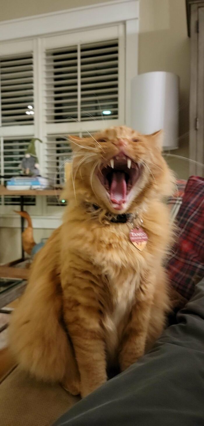 Fluffy orange cat yawning showing sharp teeth