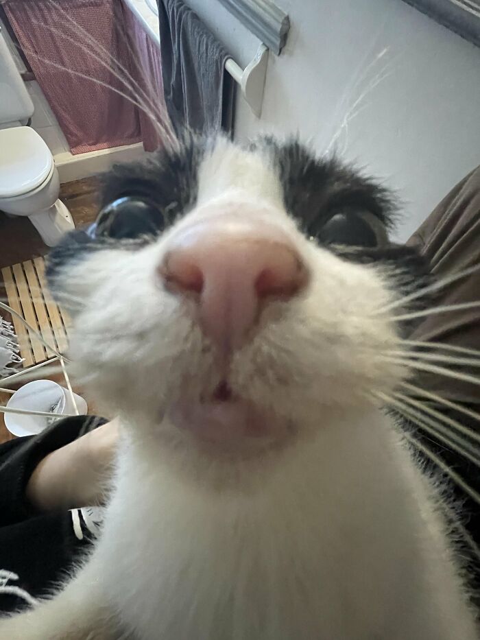 Close-up of black and white cat face with big eyes in bathroom
