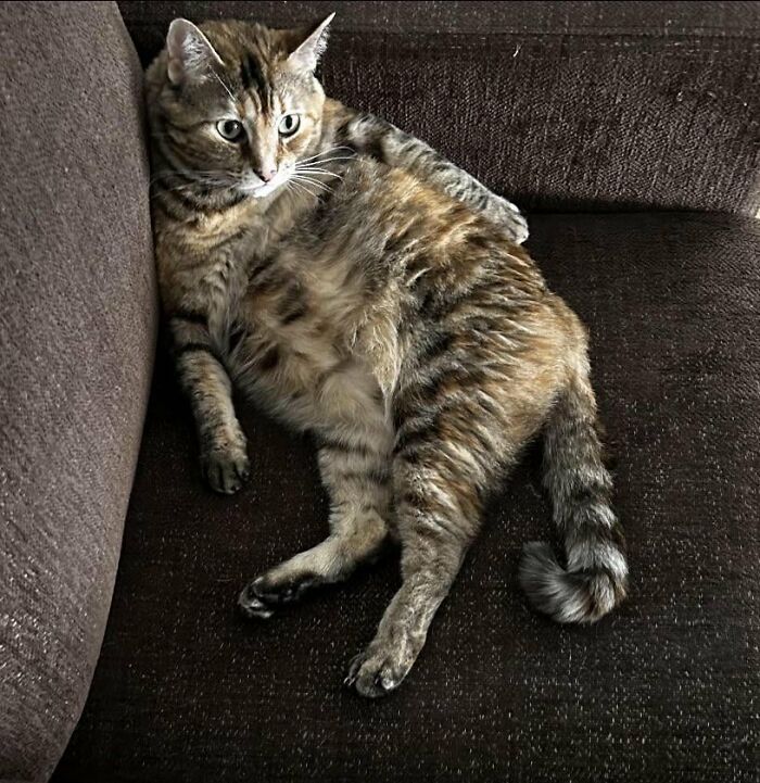Cute tabby cat lying awkwardly on brown couch