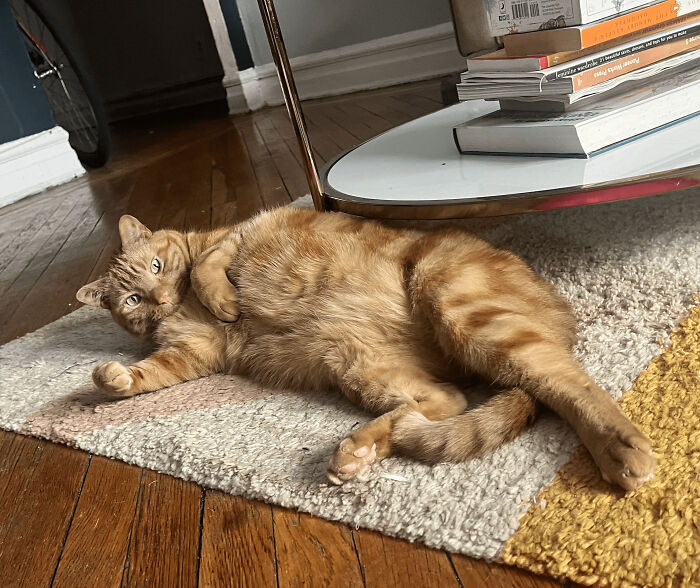 Orange cat relaxing on carpet near coffee table