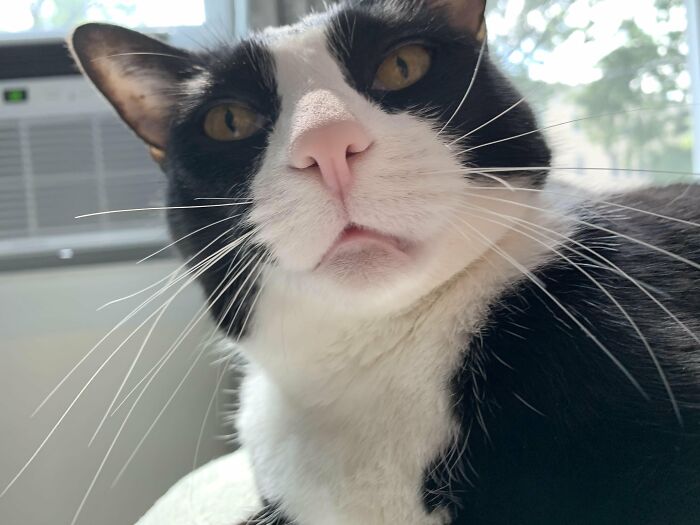 Close-up of black and white cat's face indoors