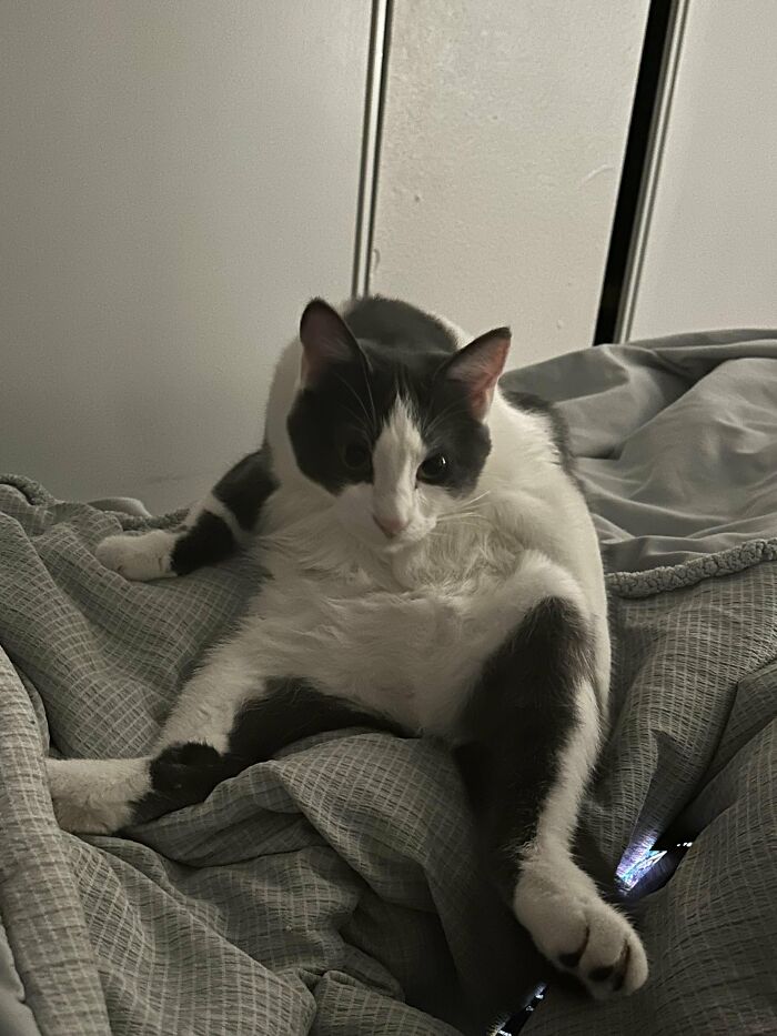 Chubby gray and white cat sitting in unusual position