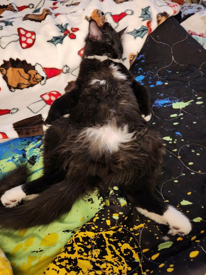 Black and white cat lying sprawled on colorful blanket