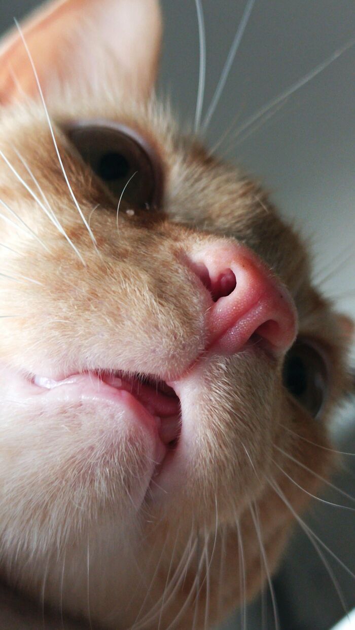 Close-up of orange cat nose and mouth in funny cat photo