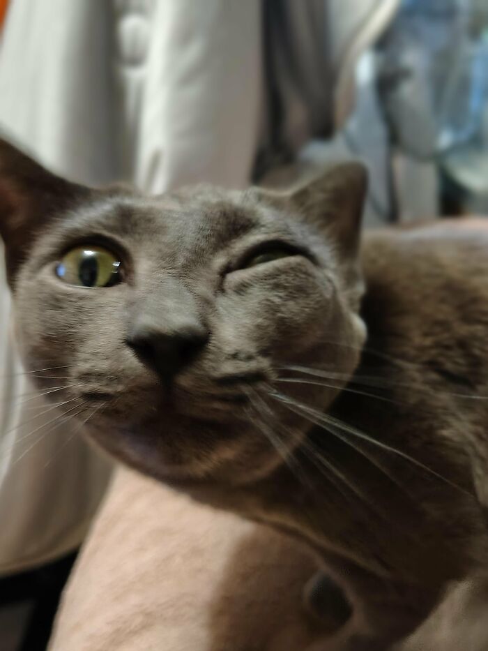 Blurry close-up of gray cat winking in cute cat picture