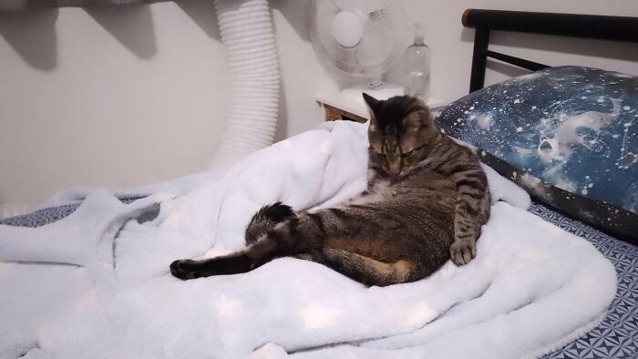 Tabby cat sitting on a blanket on a bed in a relaxed pose