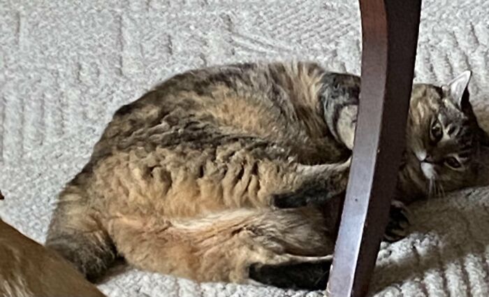 Chubby tabby cat lying awkwardly under a table leg inside a home